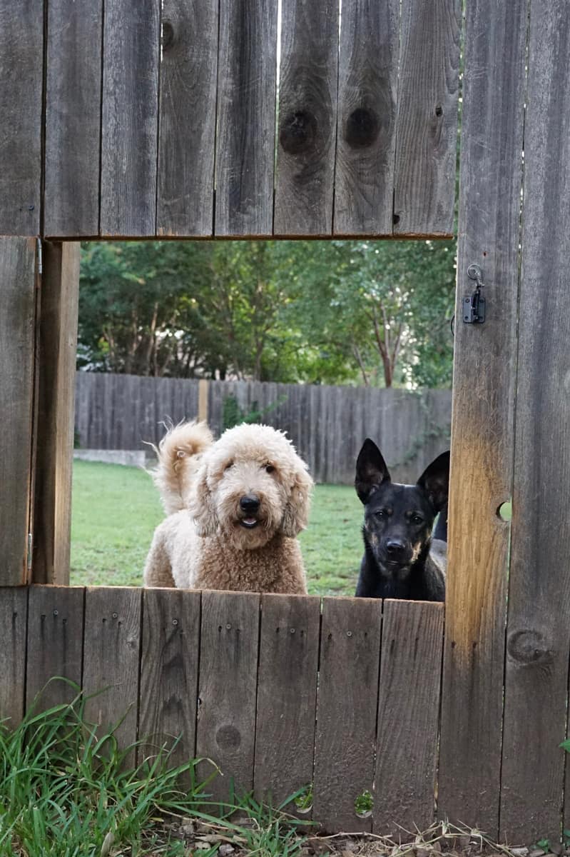 A guest dog and Penny looking through a window cut into the backyard fence