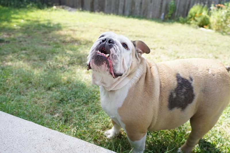 A bulldog guest standing in the grass, looking up