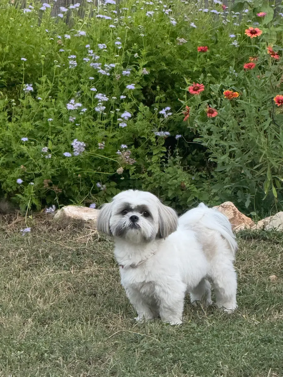 Kirby, a small white guest dog, standing in front of a bank of wildflowers
