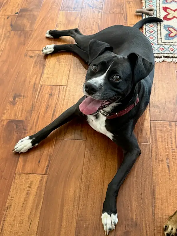 Mia stretched out on the wood floor indoors