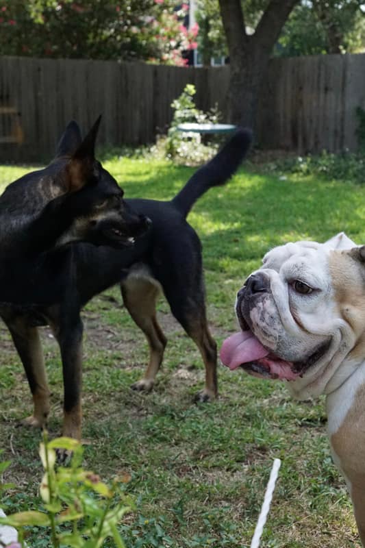 Penny and a bulldog guest greeting each other nose to nose