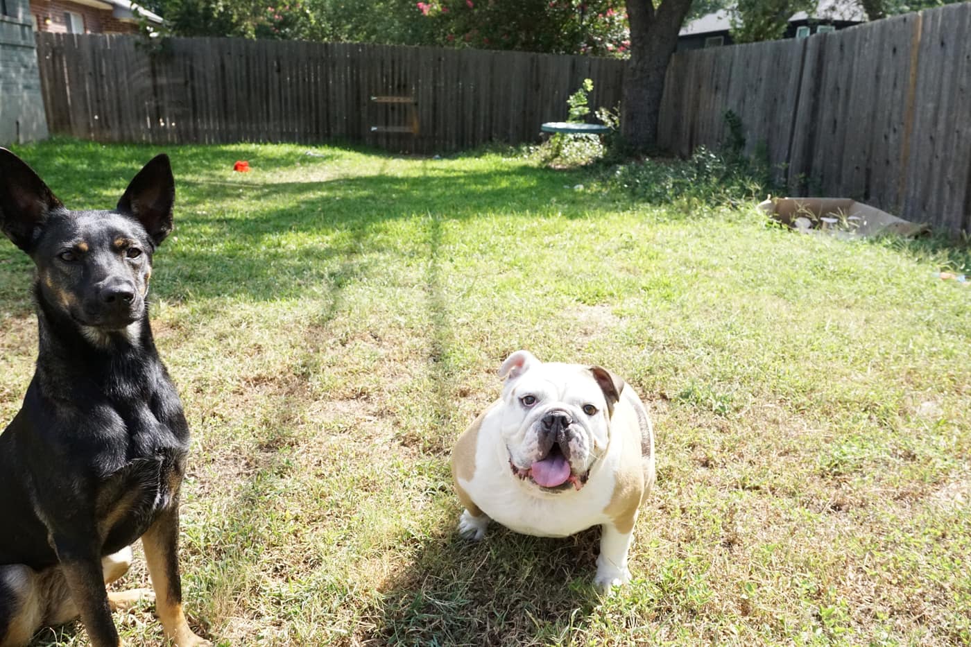 Penny and a bulldog guest sitting together in the fenced backyard