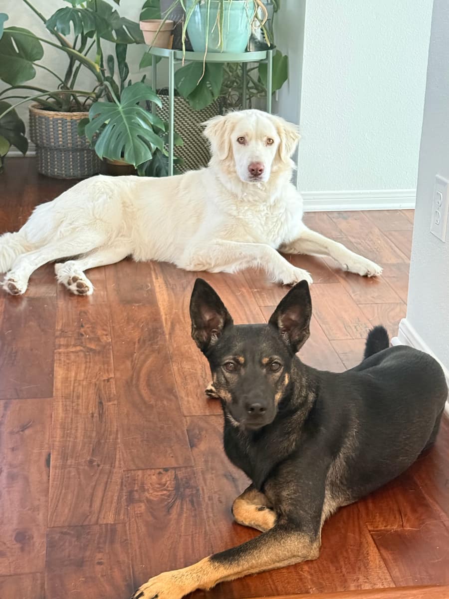 A guest dog and Penny resting on the floor indoors