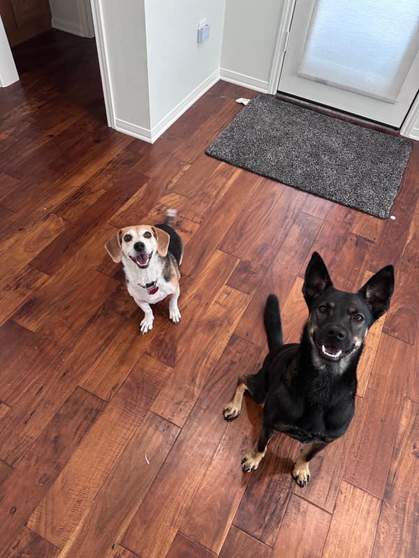 A beagle guest and Penny sitting together on the floor indoors