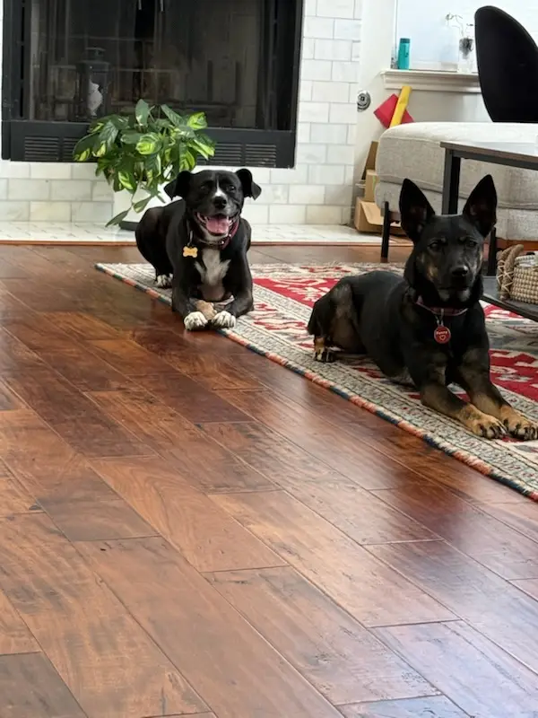 Mia and Penny lying on the rug by the fireplace