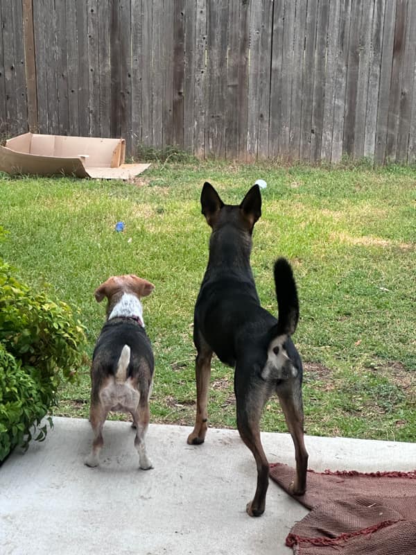 A beagle guest and Penny watching the backyard from the patio