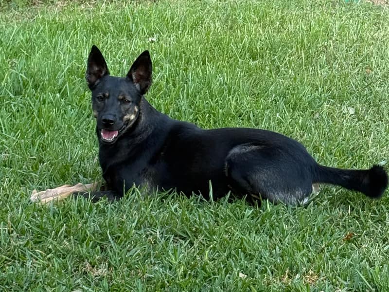 Penny lying in the grass with her ears up