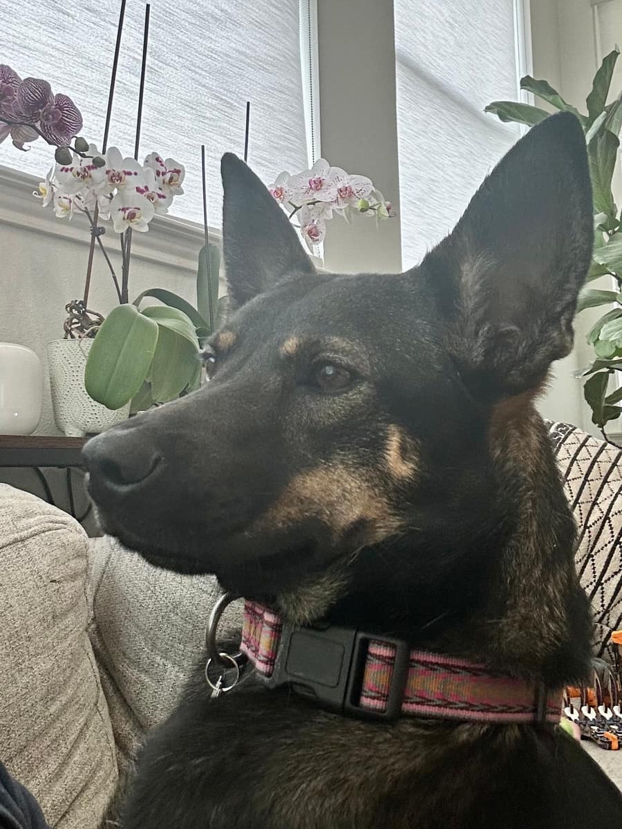 Penny, a Australian Kelpie mix, indoors at home