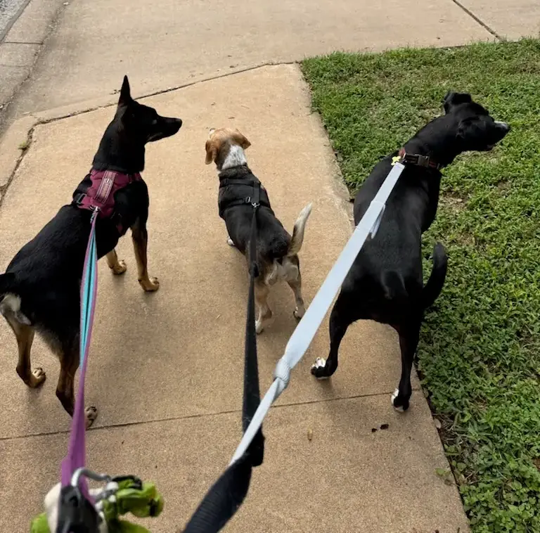 Three dogs on leads together on the sidewalk, mid-walk