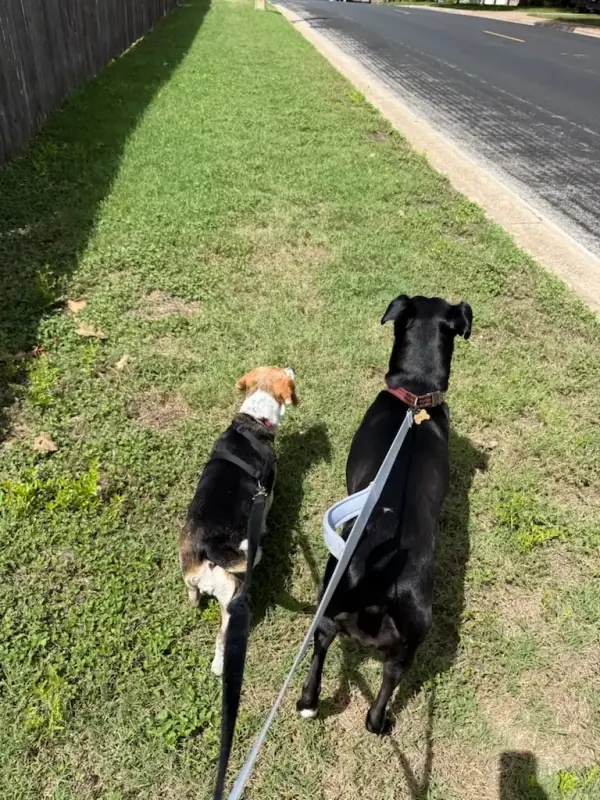 Two guest dogs on leads walking along the grass beside the road