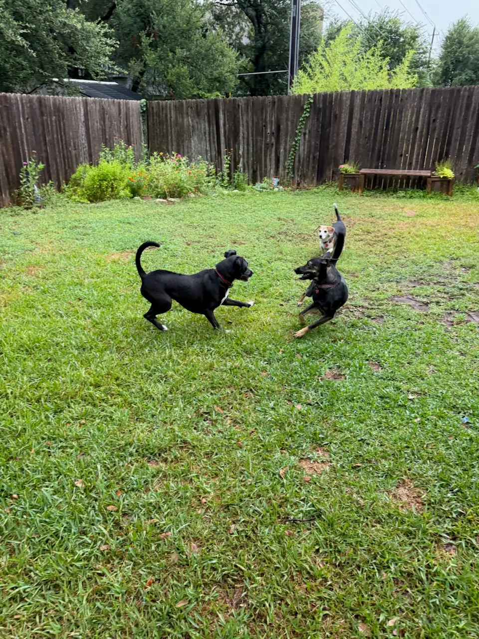 Three dogs chasing each other across the fenced backyard