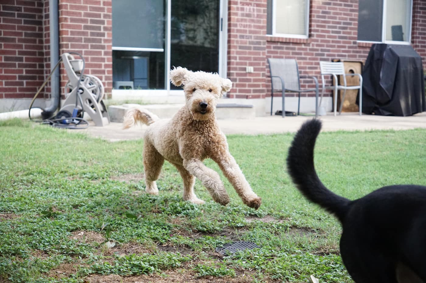 A curly-coated guest dog running across the grass toward the camera
