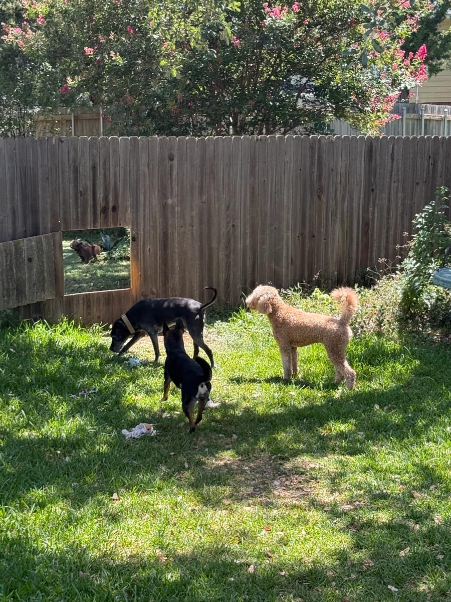 Three dogs exploring the fenced backyard together
