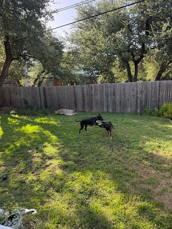 Two guest dogs playing together in the fenced backyard