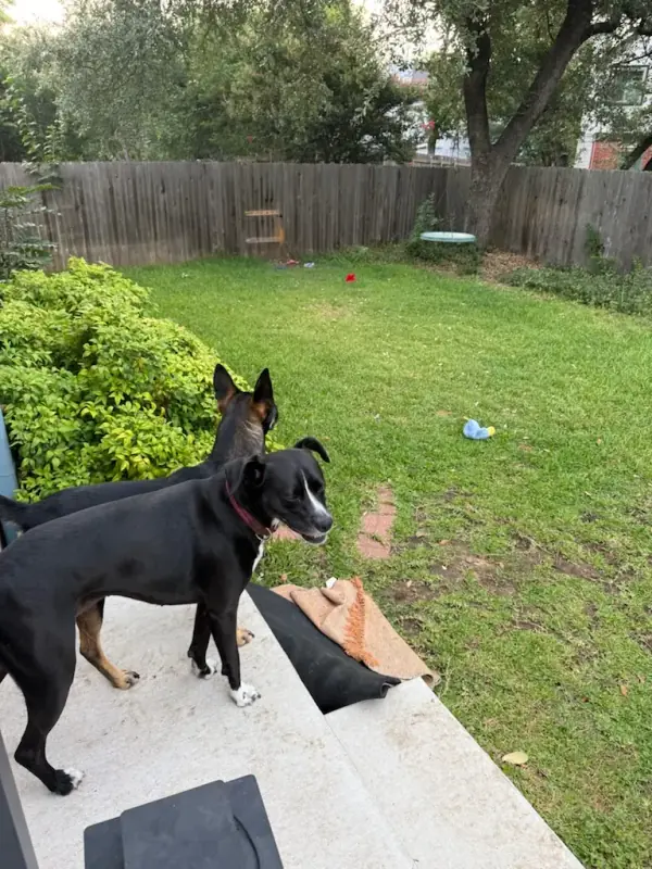 Two dogs on the patio looking out over the yard